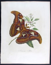 1798 top donovan usato  Urbino