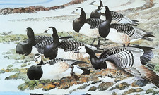 Barnacle geese resting. for sale  NELSON