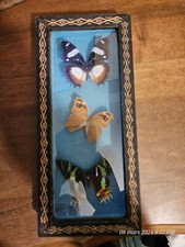 Vrais beaux papillons d'occasion  Toulon-