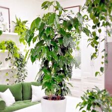 Coffea arabica seeds for sale  Lincolnton