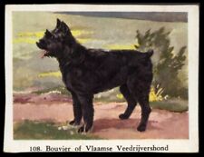 Bouvier flandres dog d'occasion  Expédié en Belgium