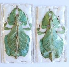 leaf insect for sale leaf insect for sale SLEAFORD