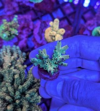 Acropora sp. c.r.e. for sale  RUGBY