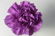 Carnation double violet for sale  RICHMOND