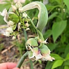Catawissa organic perennial for sale  Longmont