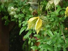 Seeds clematis sunstar for sale  GRANTHAM