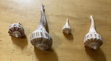 Lightning whelk lot for sale  Littleton