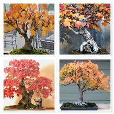 Red maple rubrum for sale  GLOUCESTER
