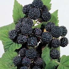 Jewel black raspberry for sale  Weyauwega
