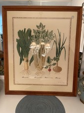 Susie ray botanical for sale  Vero Beach