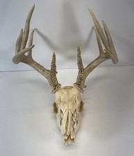 Giant point whitetail for sale  Gainesville