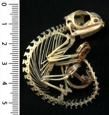 Véritable squelette caméléo d'occasion Véritable squelette caméléo d'occasion  Basse-Goulaine