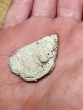 Genuine saltasaurus egg for sale  SOLIHULL