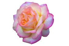 Hybrid tea rose for sale  BANBURY