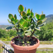 Vaso pianta crassula usato  Barcellona Pozzo di Gotto