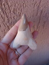 Fossili grande dente usato  Pontedera