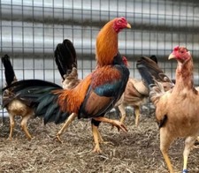 Gamefowl hatching eggs for sale  Denmark