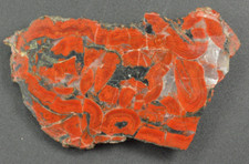Redwood limb cast for sale  Salt Lake City