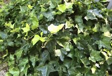 English ivy outdoor for sale  Hayden