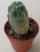 Cactus mexico ariocarpus d'occasion  Chaumont