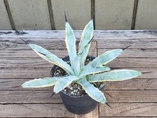 Agave macroacantha variegata for sale  Homestead