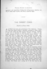 Antique old print for sale  UK