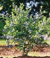 Mini blues blueberry for sale  Pelzer