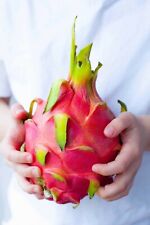 Dragon fruit plant for sale  Marietta