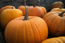 Big max pumpkin for sale  Deltona