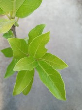 Ficus cordata plant d'occasion  La Baule-Escoublac