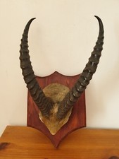 Cabinet curiosités trophée d'occasion  L'Aigle