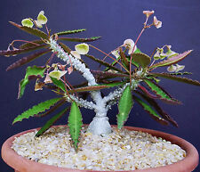 Euphorbia suzannae marnierae d'occasion  Expédié en Belgium