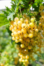 Golden currant berry for sale  Saint Augustine