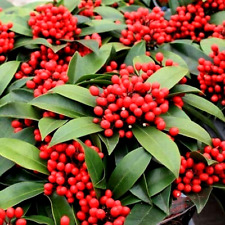 Skimmia reevesiana xxl for sale  NORTHWICH