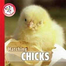 Hatching chicks for sale  Little Falls