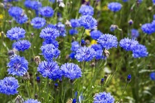 Fiordaliso dwarf blue usato  Spedire a Italy