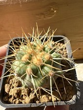 Copiapoa haseltoniana cs590. usato  Valdastico