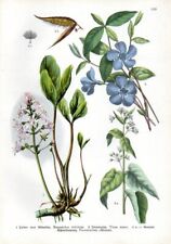 1909 willkomm chromolithograph gebraucht kaufen  Deutschland