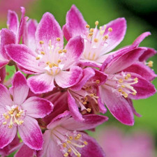 Deutzia hybrida strawberry for sale  NORTHWICH