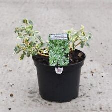 Variegated japanese spurge for sale  UK