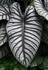 80001691 alokasia alocasia gebraucht kaufen  Reutlingen