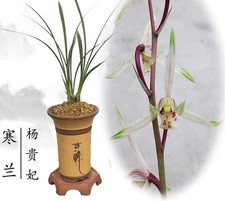 Cymbidium kanran yang for sale  Orlando