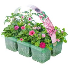 Pink shades mix for sale  UK