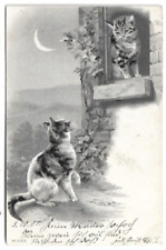 Cartolina gatto due usato  Trieste