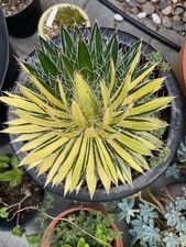 Agave parviflora half for sale  Milpitas