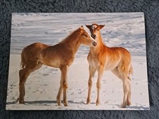 Pferde karte haflinger gebraucht kaufen  Hamburg