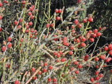 Taglio cylindropuntia leptocau usato  Trappeto