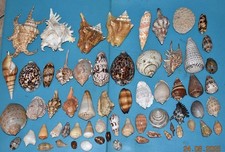 Coquillages collection 60 d'occasion  Agde