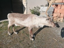 Renne naturalisé animal d'occasion  Champagnole