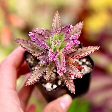 Kalanchoe pink butterflies for sale  San Diego